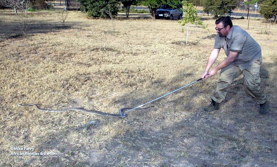 Captura de uma serpente com gancho em Angola